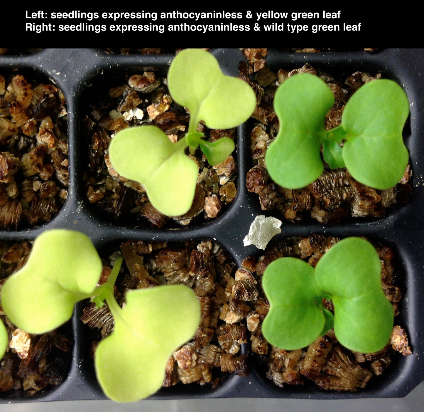Yellow-green Anthocyaninless Dwarf 1-75