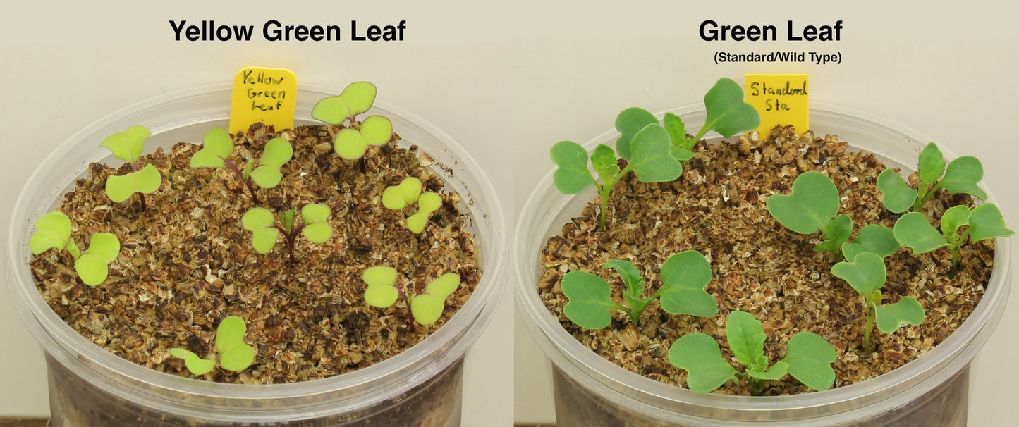 Yellow-green, Anthocyanin Dwarf 1-78