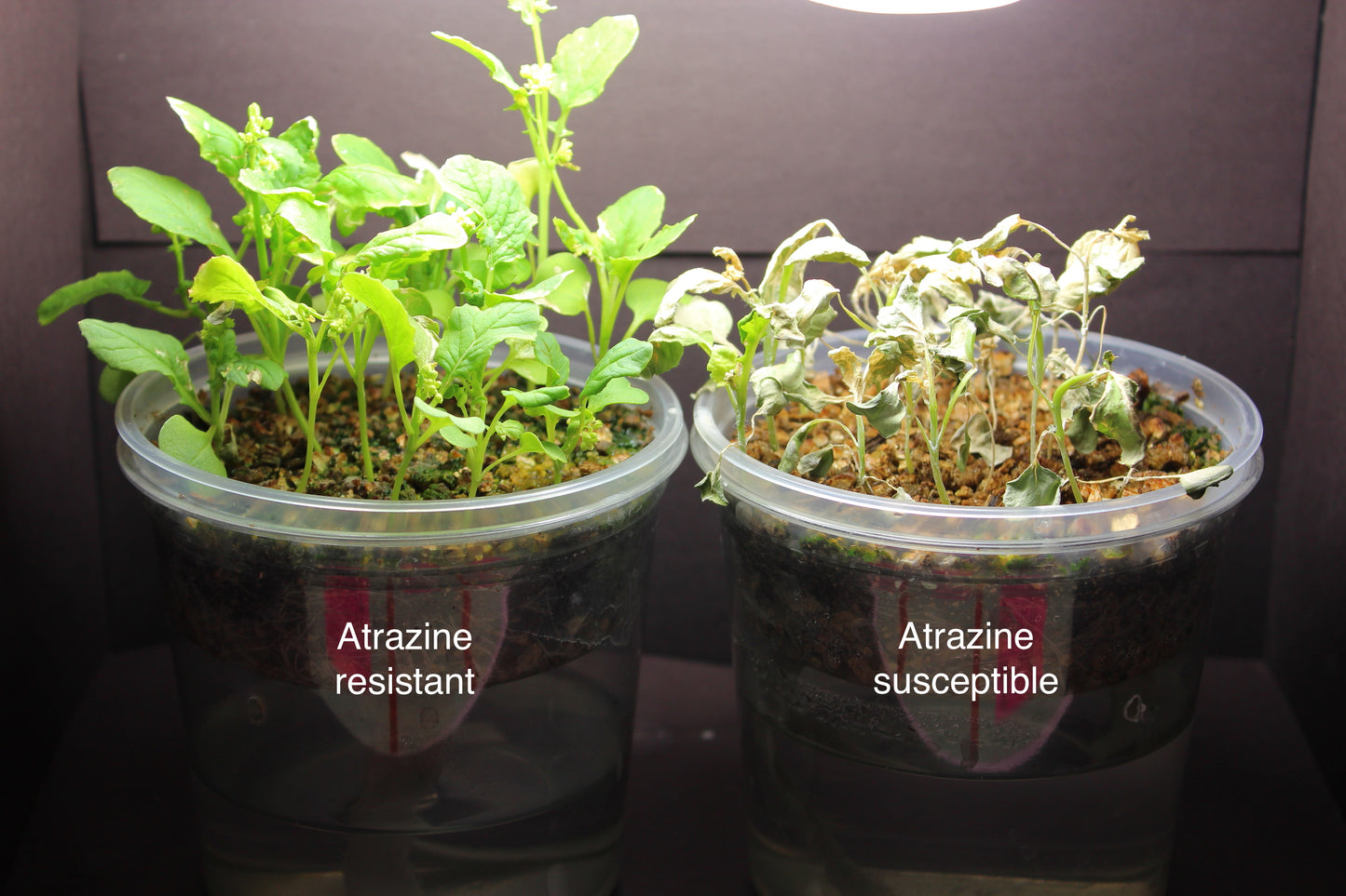 Atrazine Resistant Standard 1-156