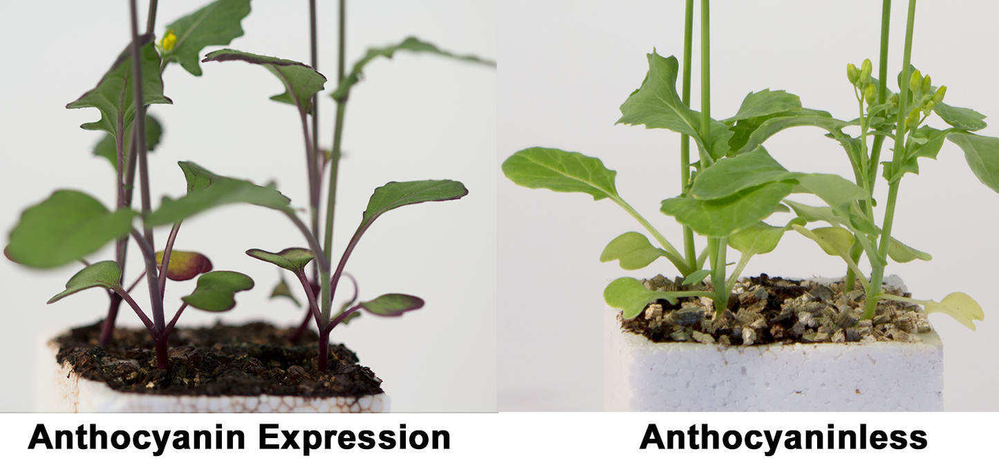 Anthocyanin Expression Dwarf 1-171