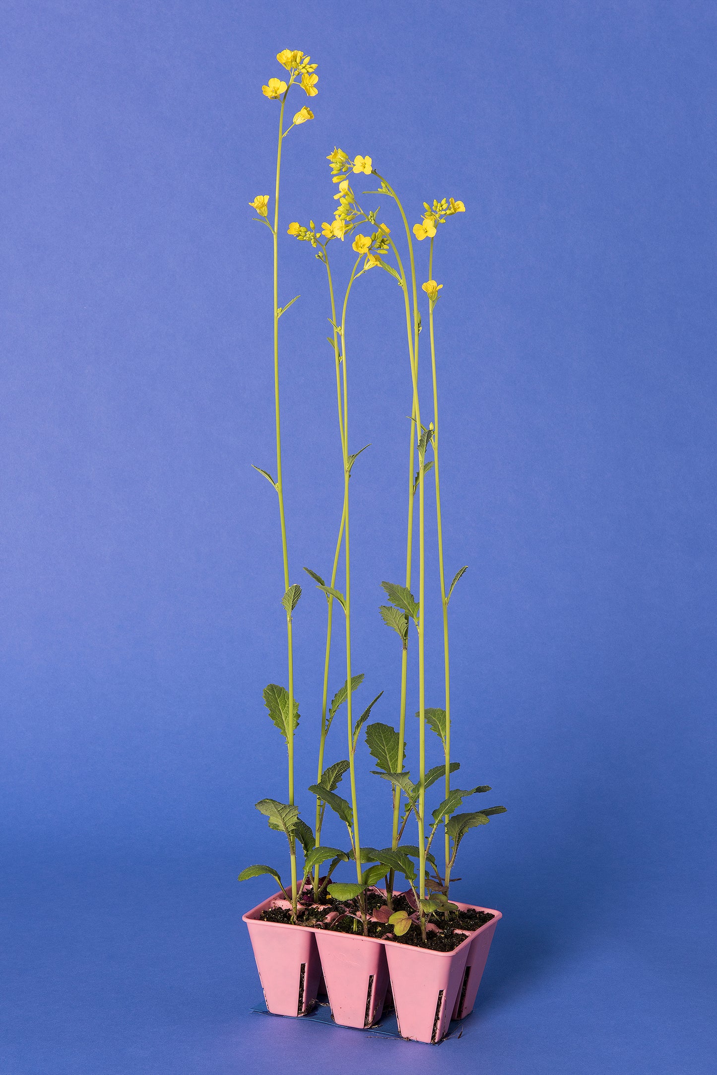 Brassica juncea Base Population 4-1