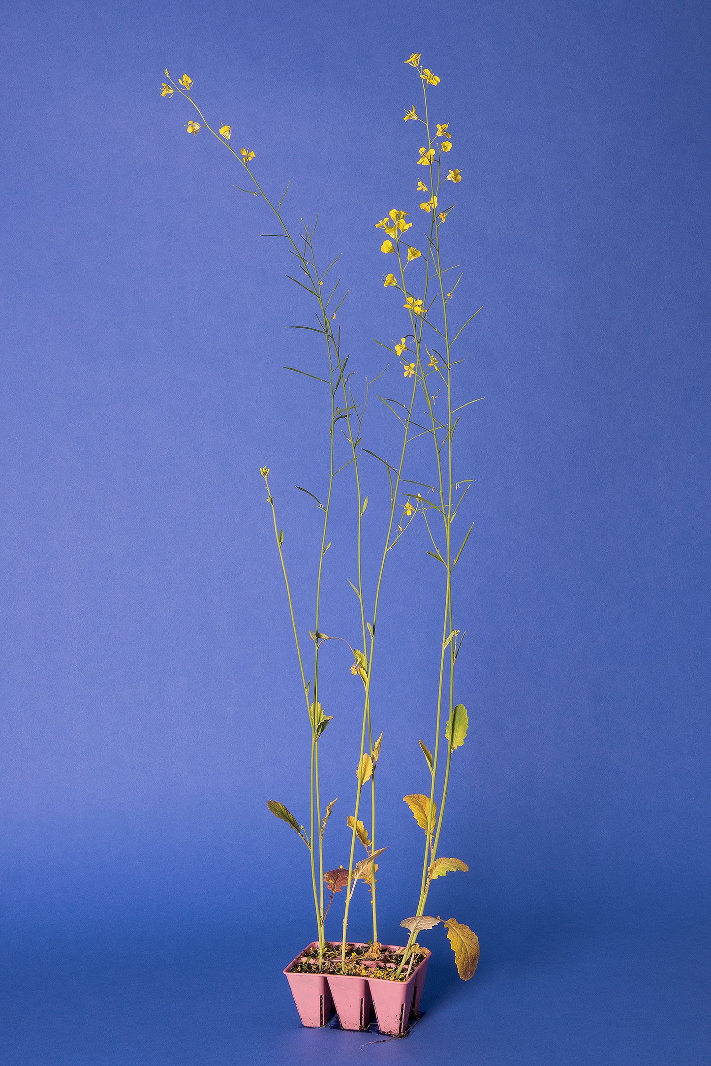 Brassica juncea Base Population 4-1