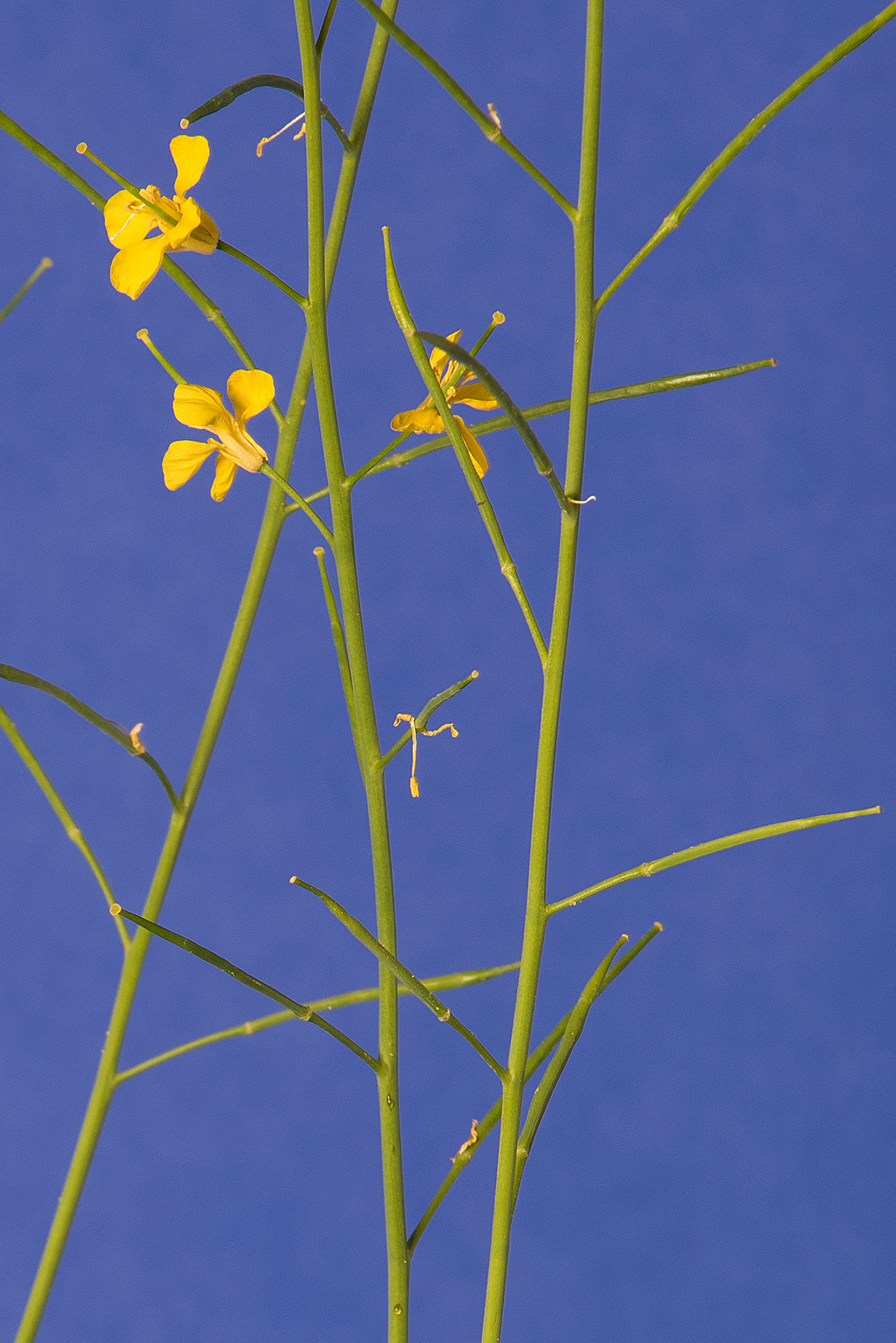 Brassica juncea Base Population 4-1