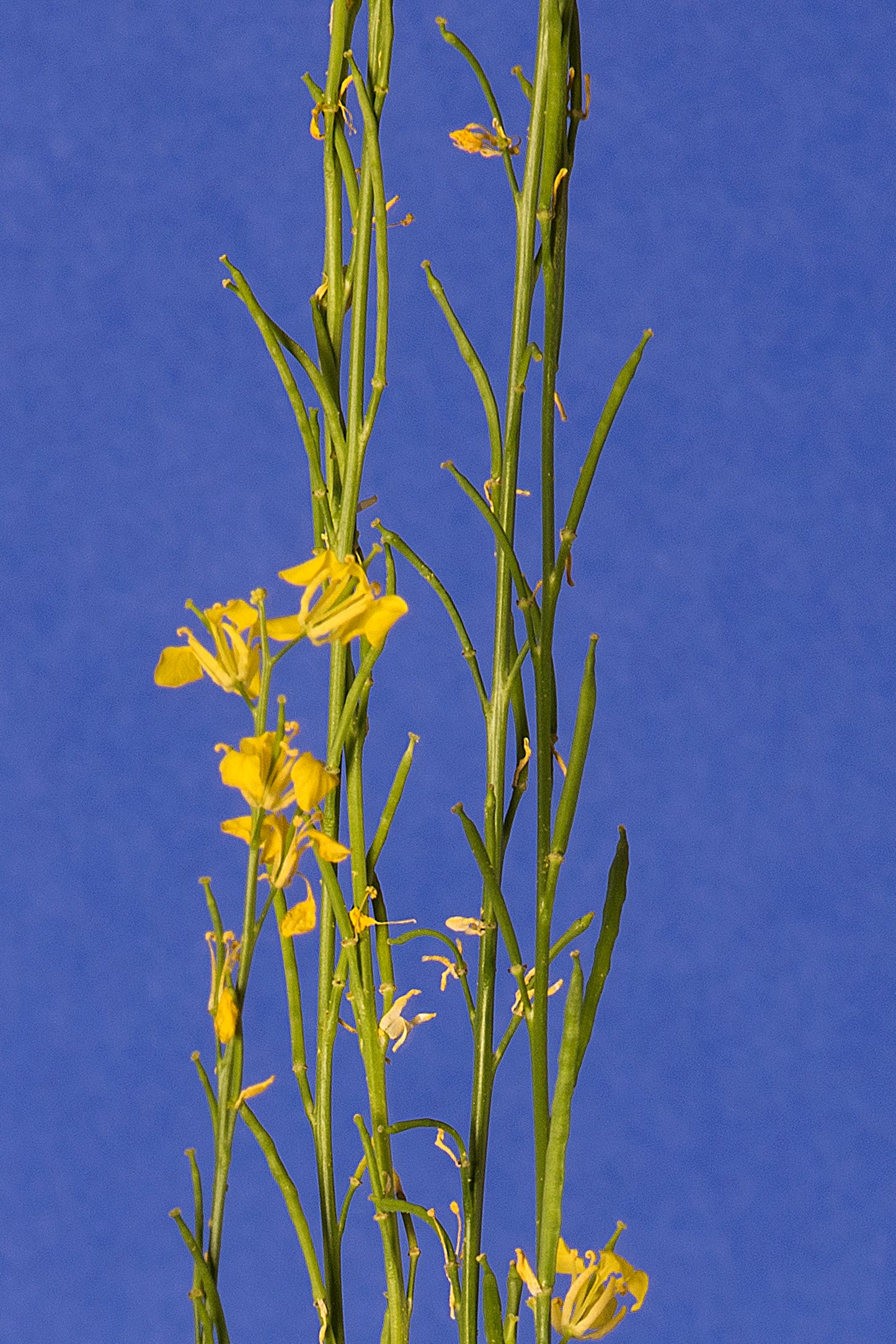 Brassica nigra Base Population 2-1