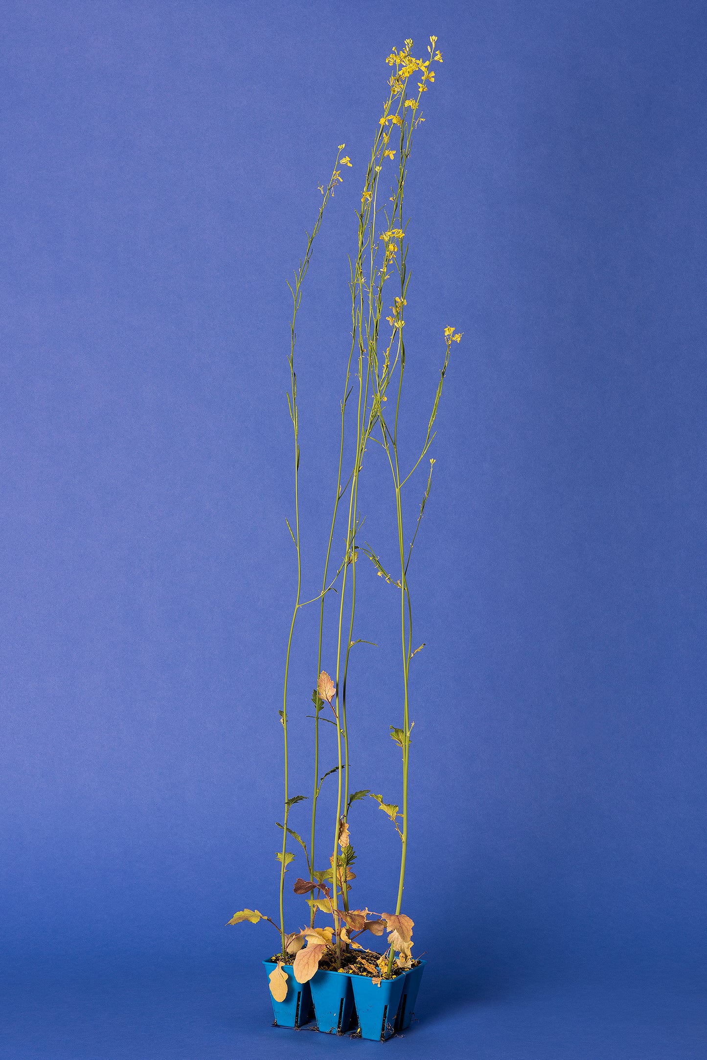 Brassica nigra Base Population 2-1