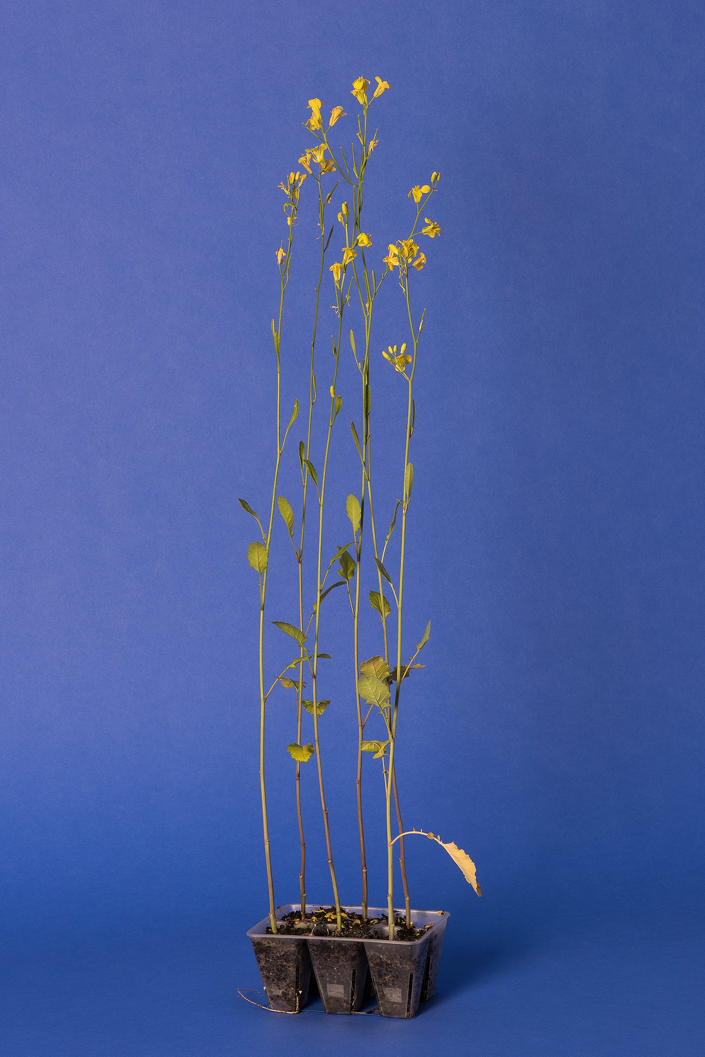 Brassica carinata Base Population 6-1