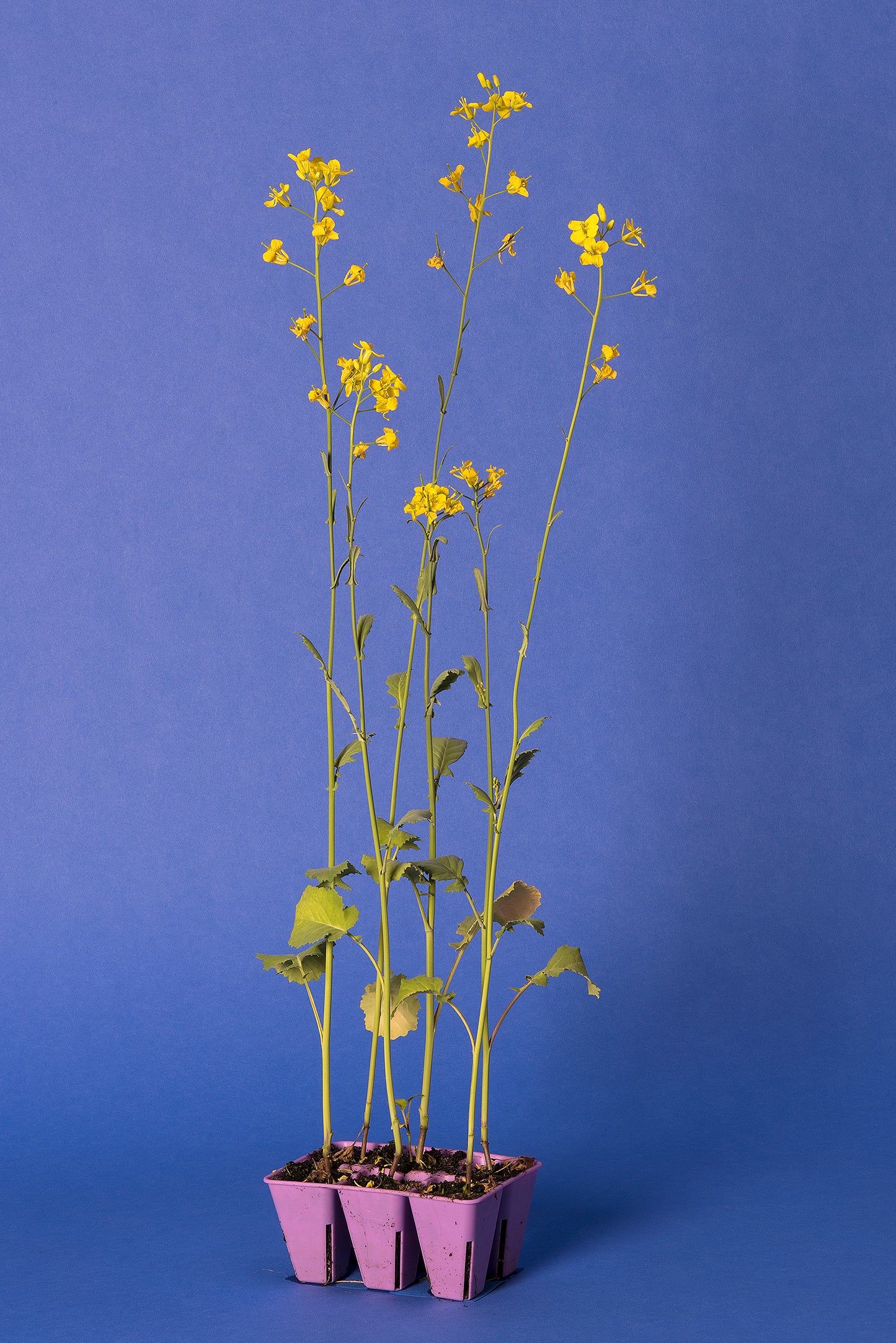 Brassica napus Base Population 5-1
