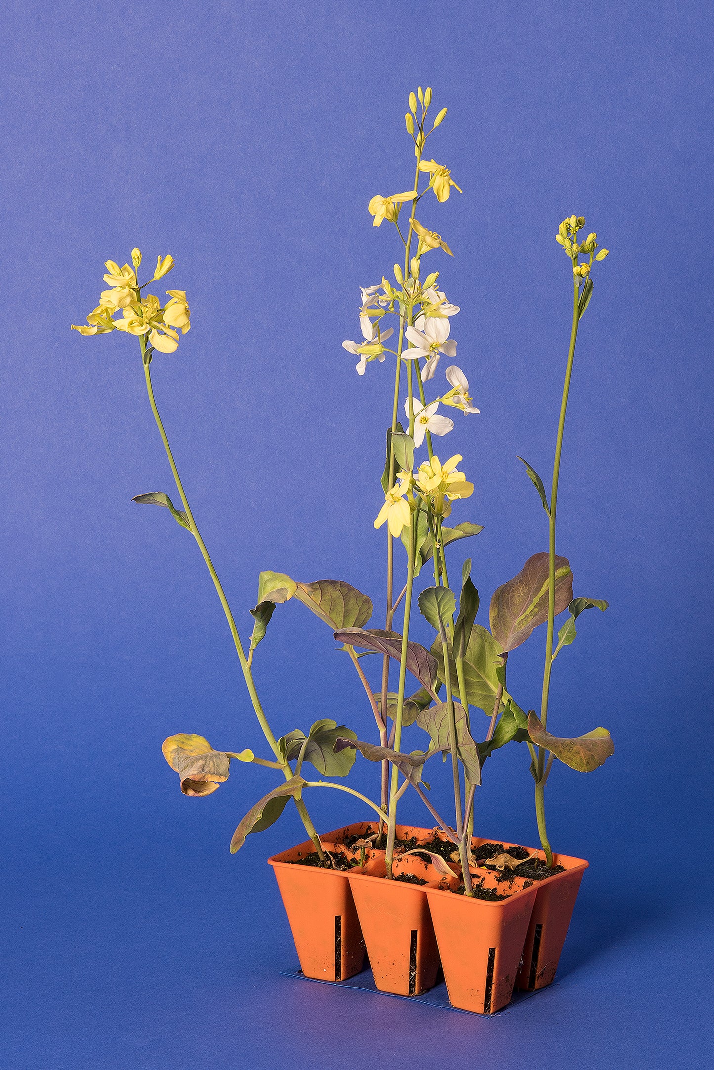 Brassica oleracea Base Population 3-1