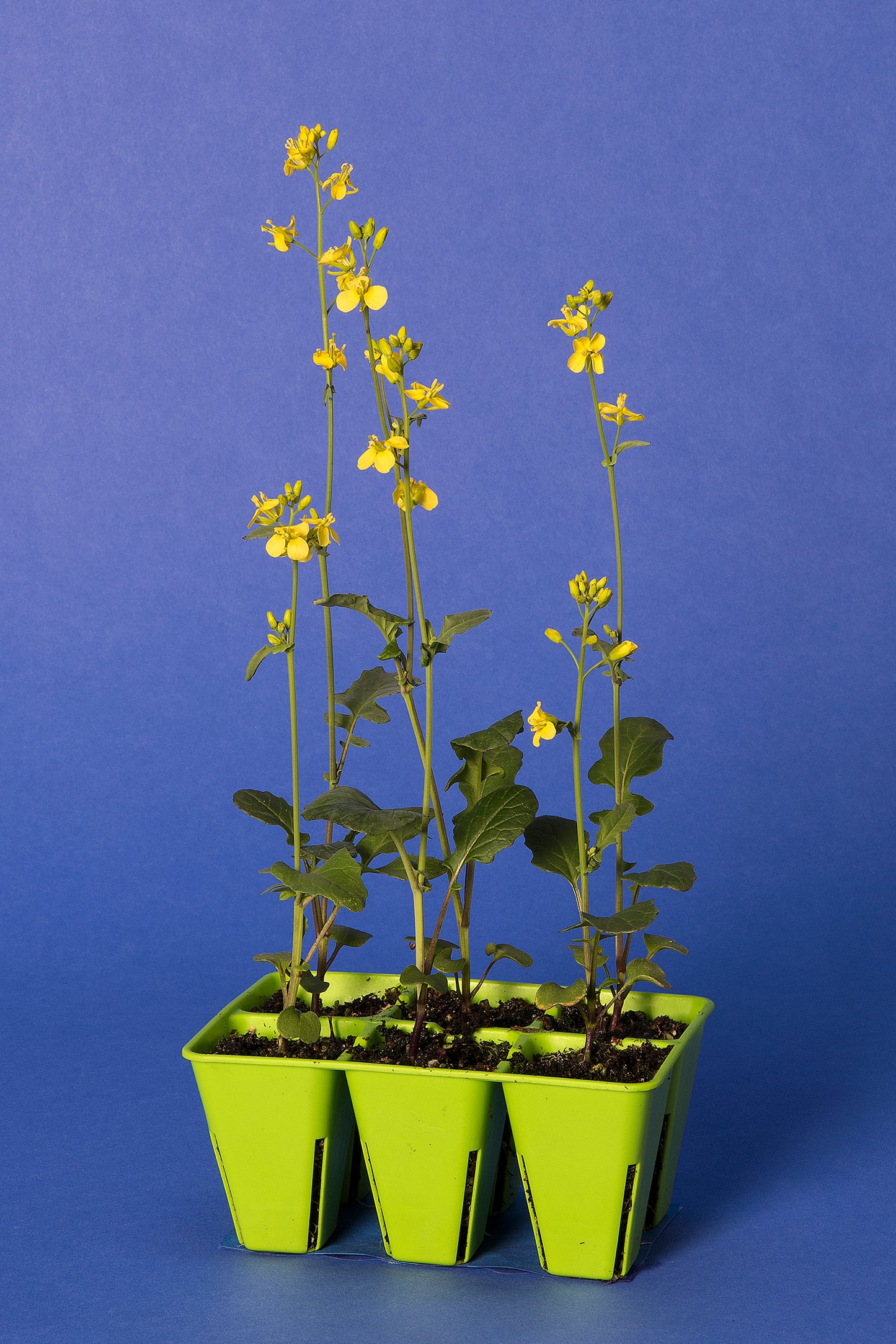 Anthocyanin Expression Dwarf 1-77