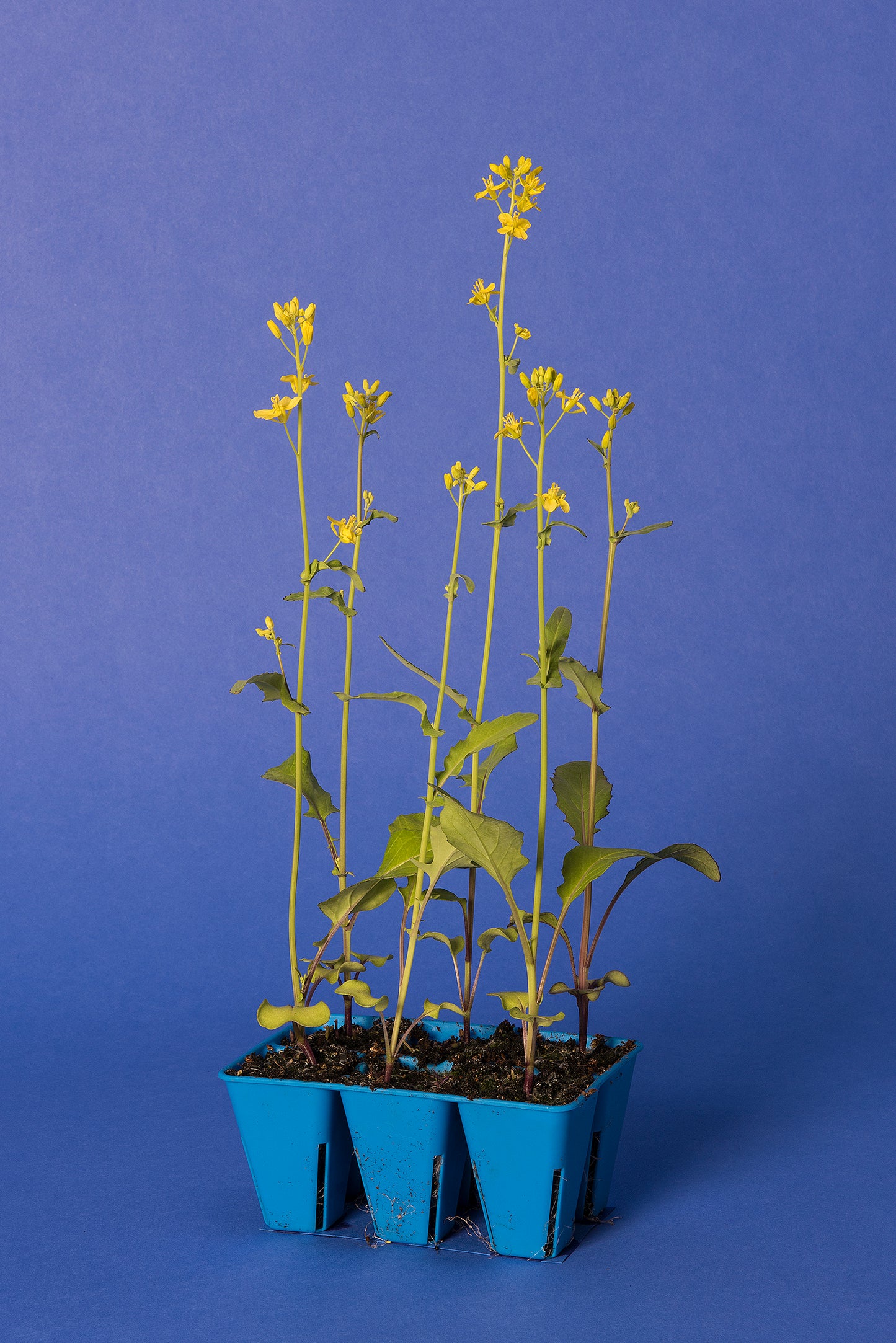 Yellow-green, Anthocyanin Standard 1-120