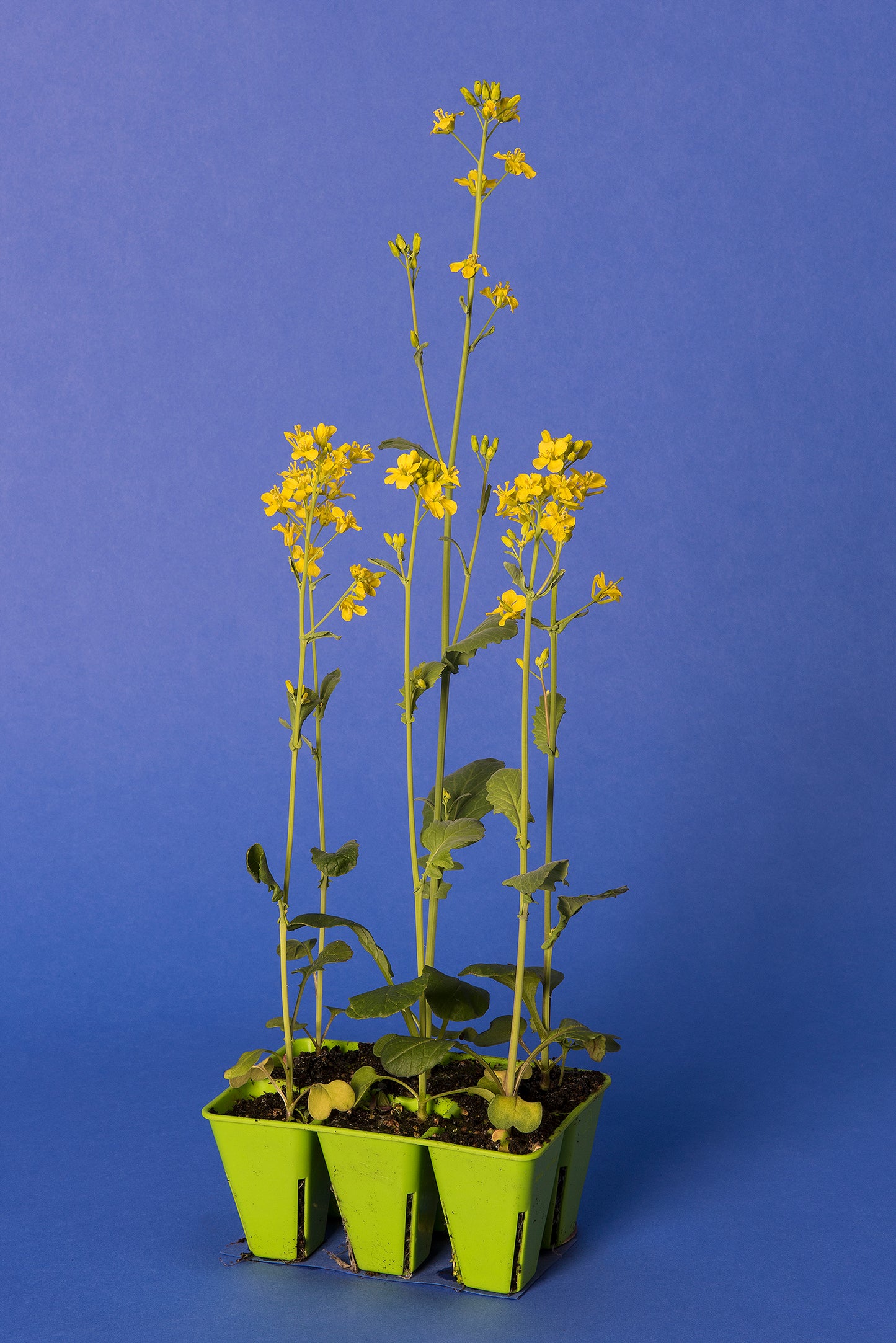 Brassica rapa Standard 1-33