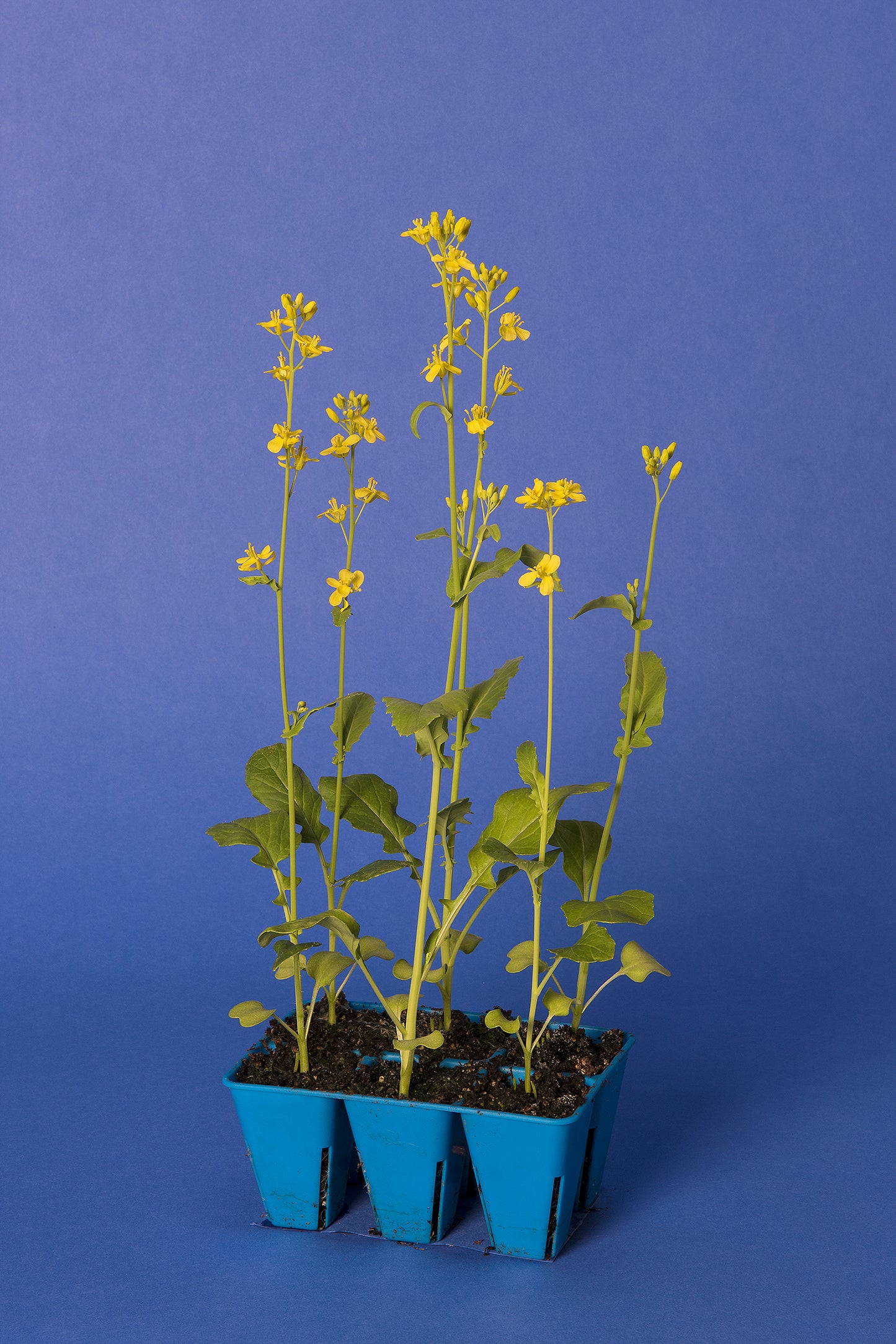 Yellow-green Anthocyaninless Standard 1-104