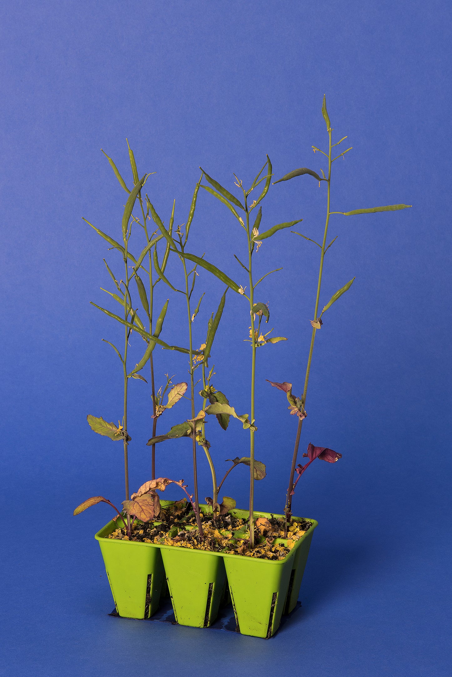 Anthocyanin Expression Dwarf 1-77