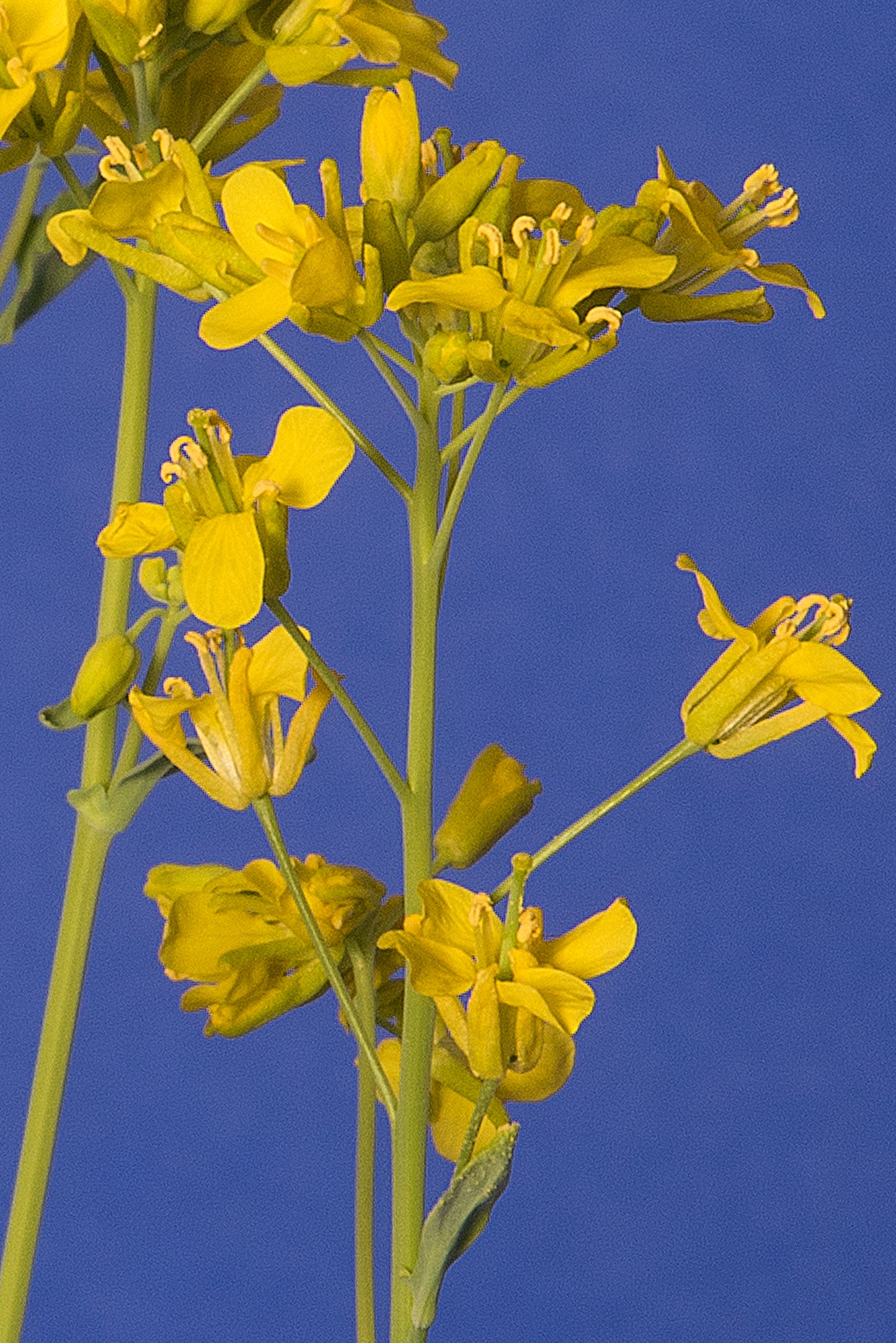 Brassica rapa Standard 1-33