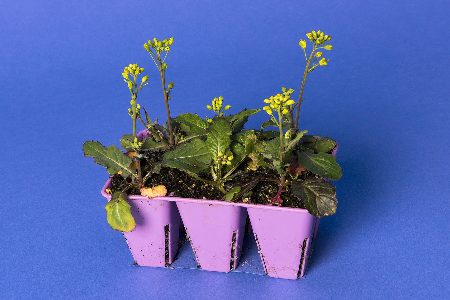 Rosette Anthocyanin Dwarf 1-135
