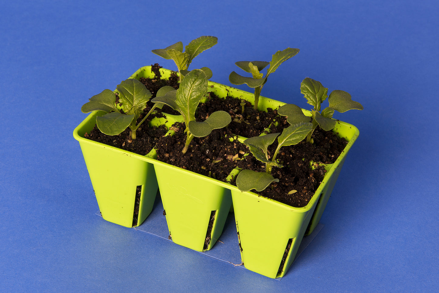Brassica rapa Standard 1-33