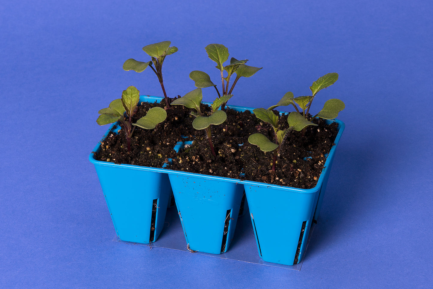 Anthocyanin Expression Standard 1-67