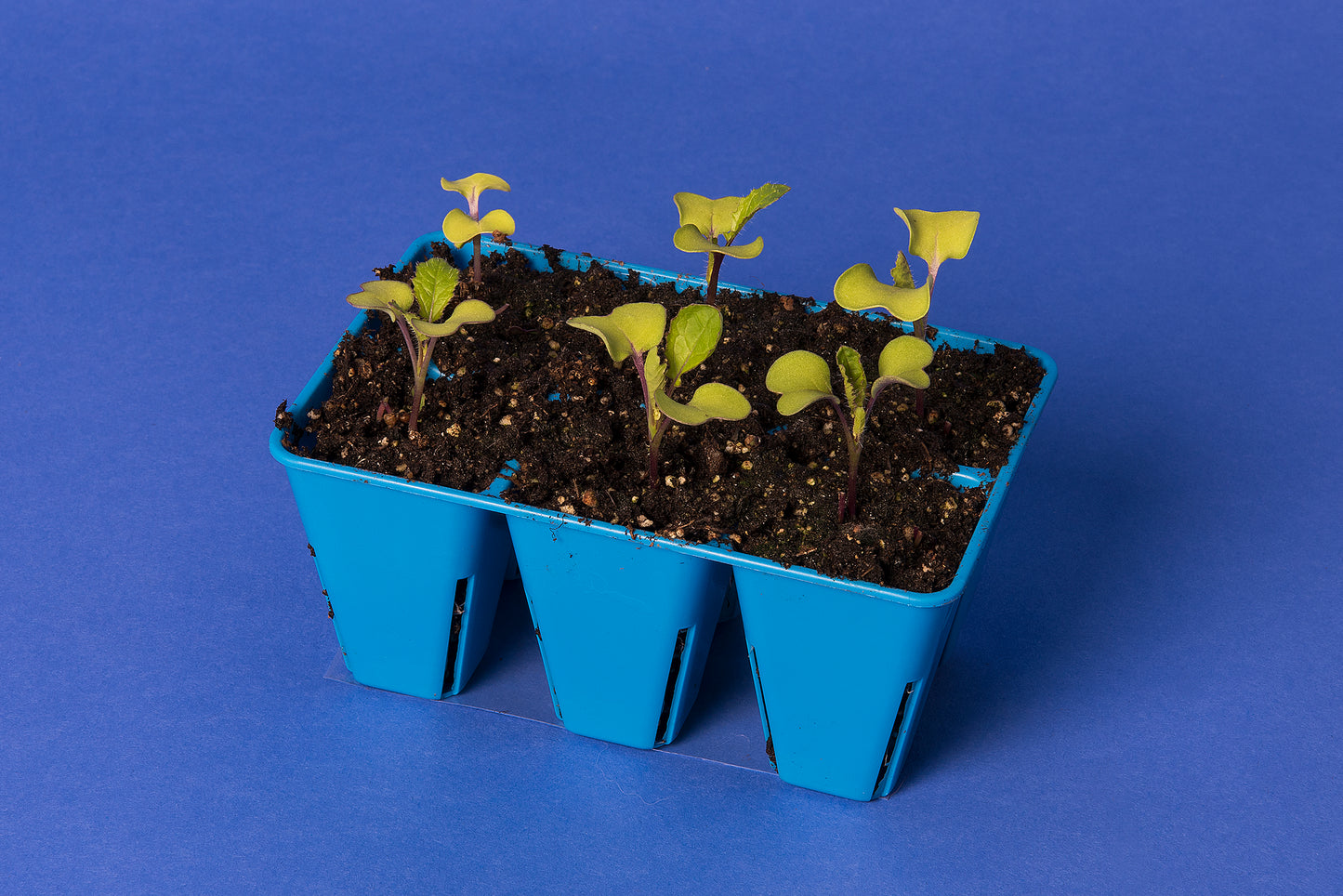 Yellow-green, Anthocyanin Standard 1-120