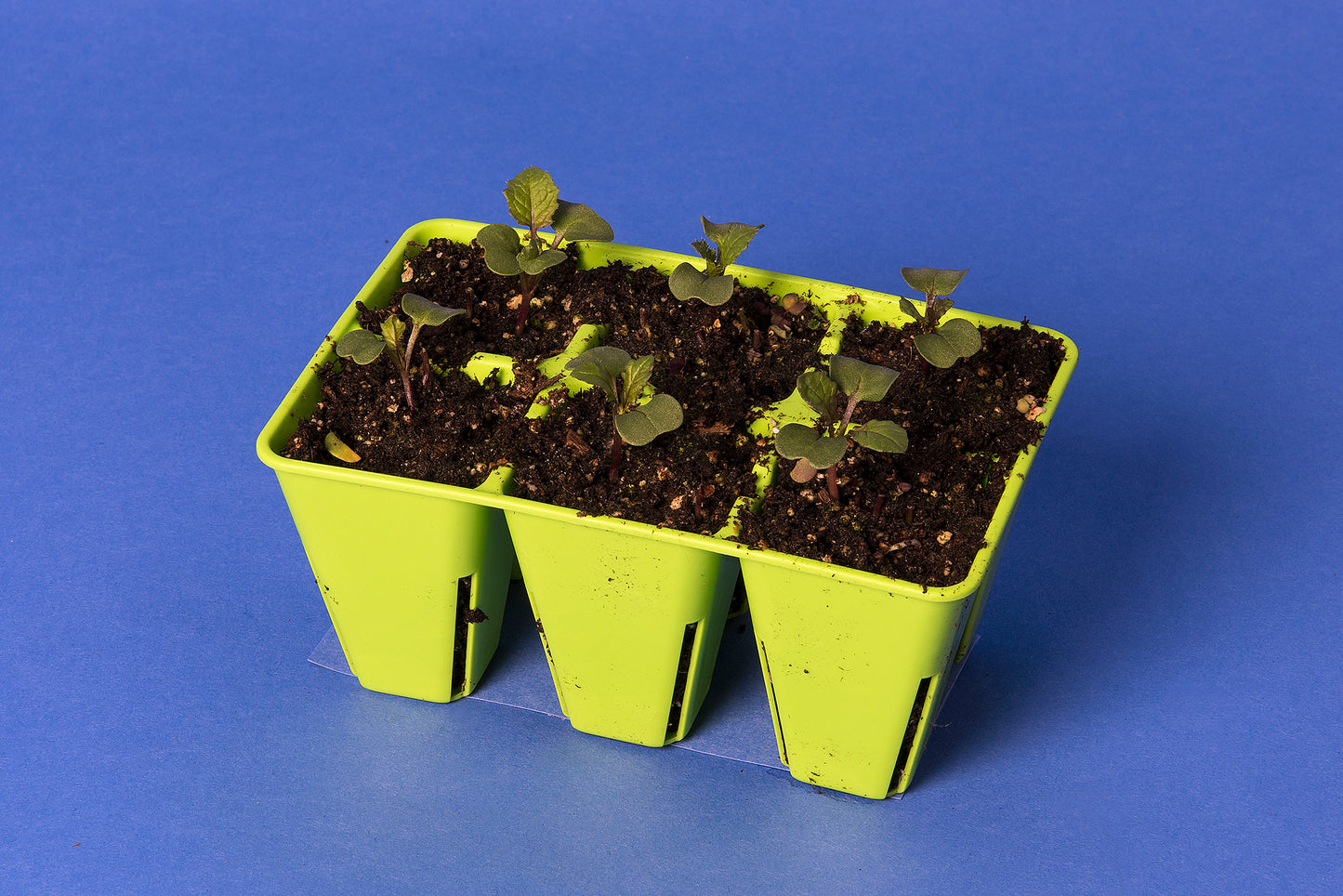 Anthocyanin Expression Dwarf 1-77
