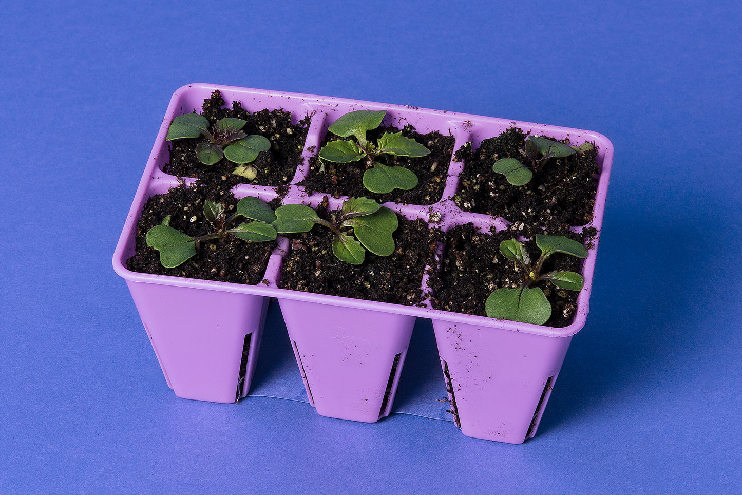 Rosette Anthocyanin Standard 1-131