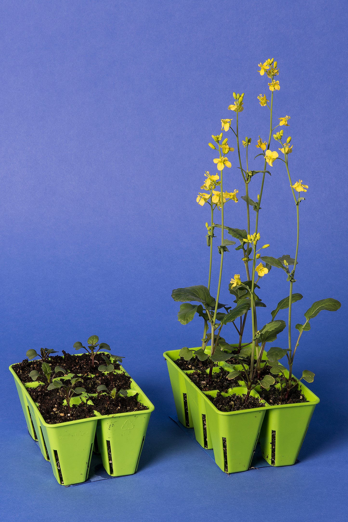 Anthocyanin Expression Dwarf 1-77