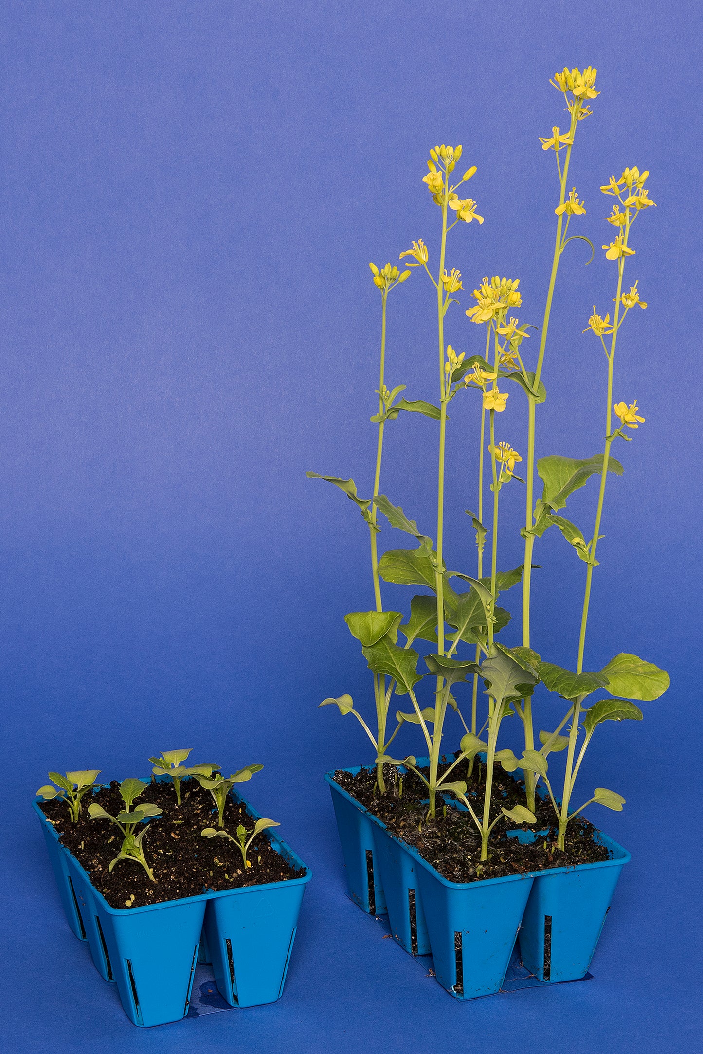 Yellow-green, Anthocyanin Standard 1-120