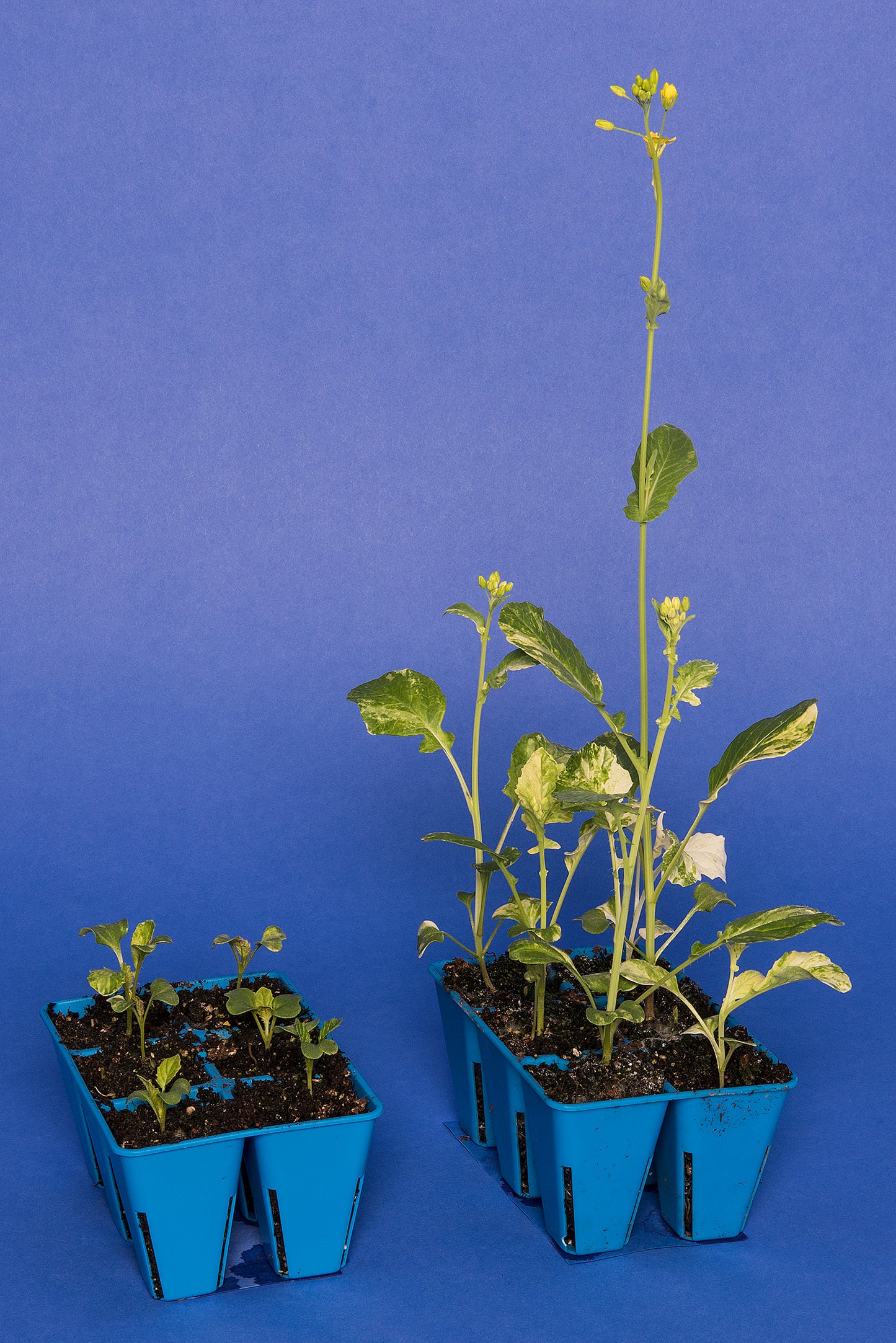 Variegated (Cytoplasmic) Standard 1-28