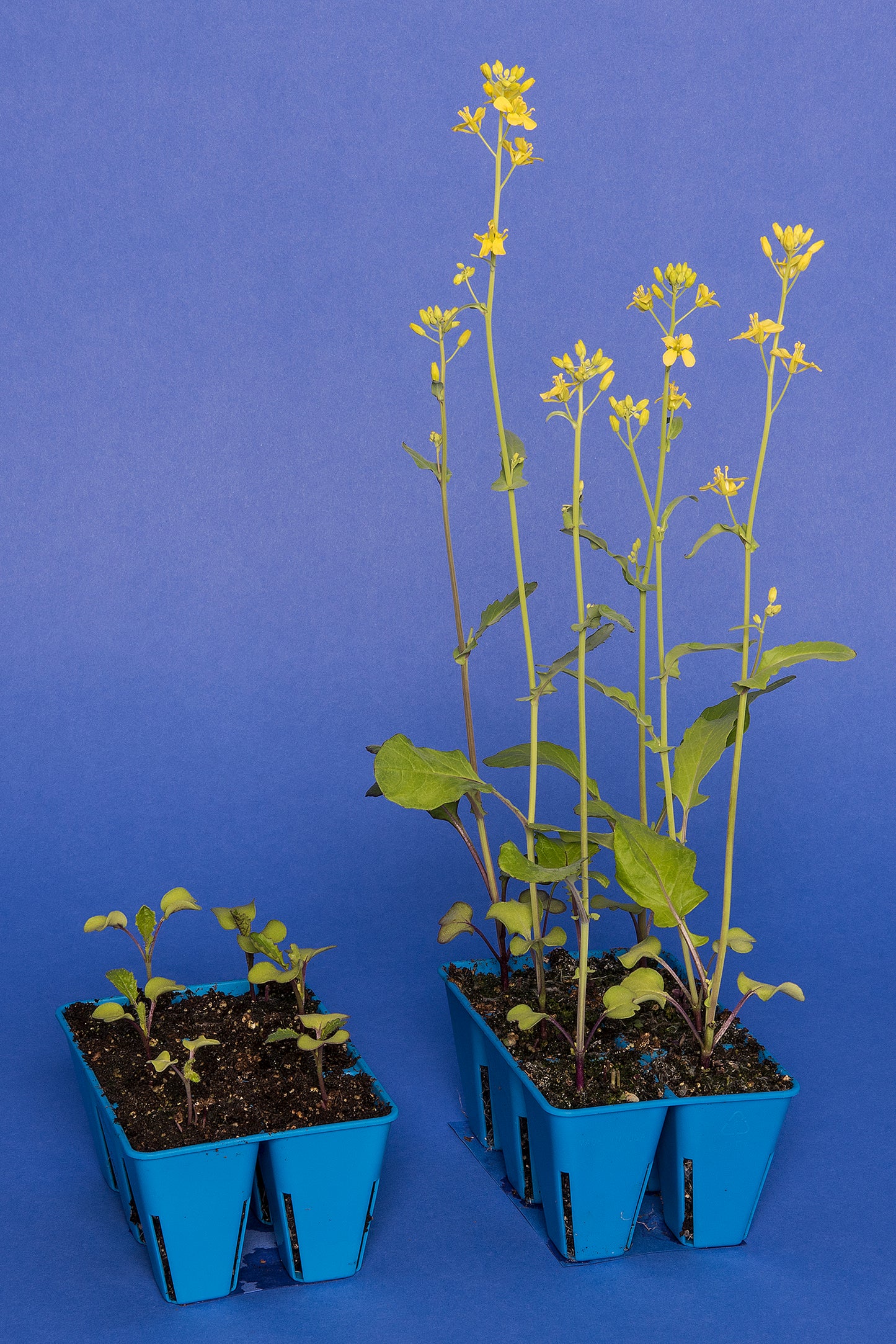 Yellow-green, Anthocyanin Standard 1-120