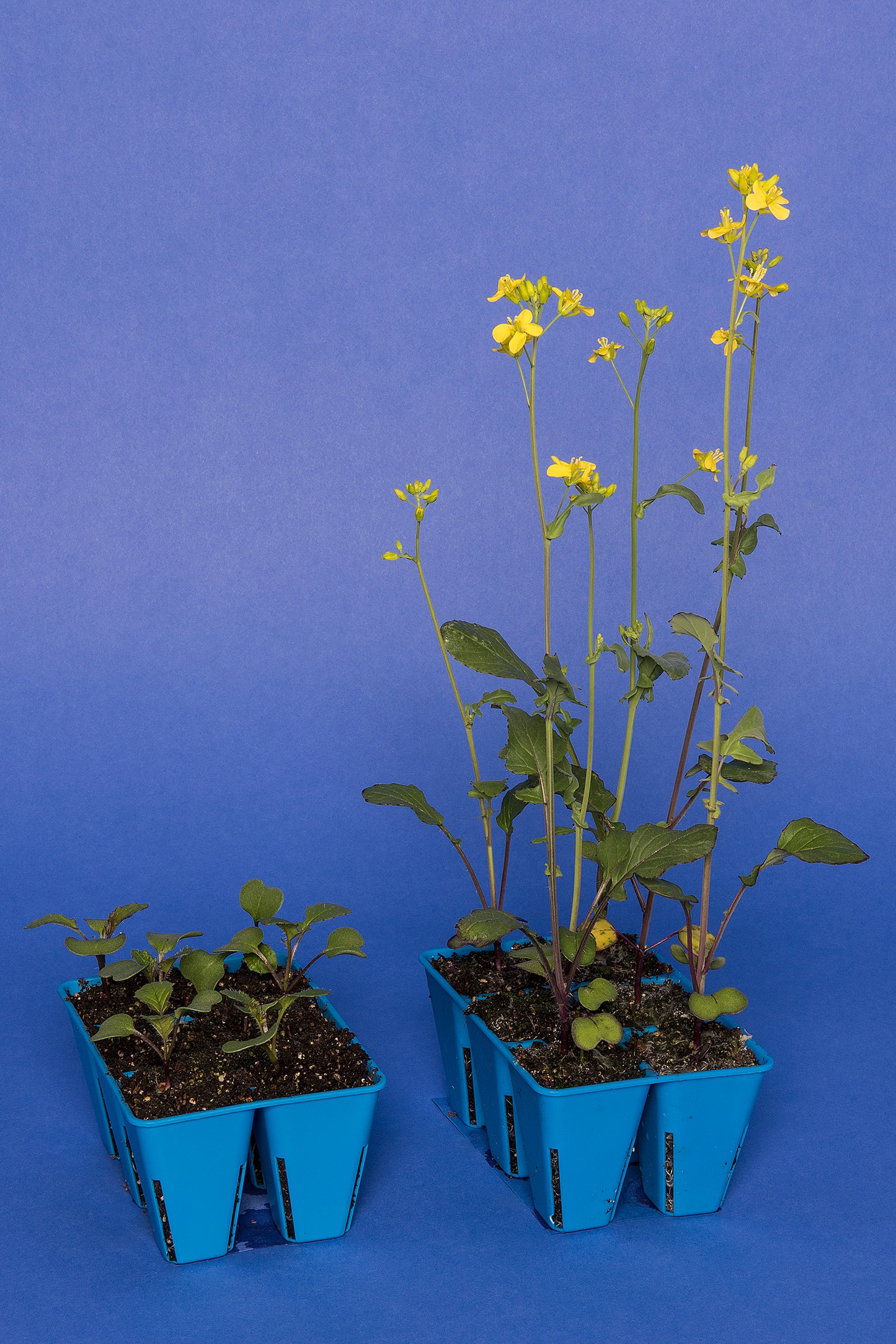 Anthocyanin Expression Standard 1-67