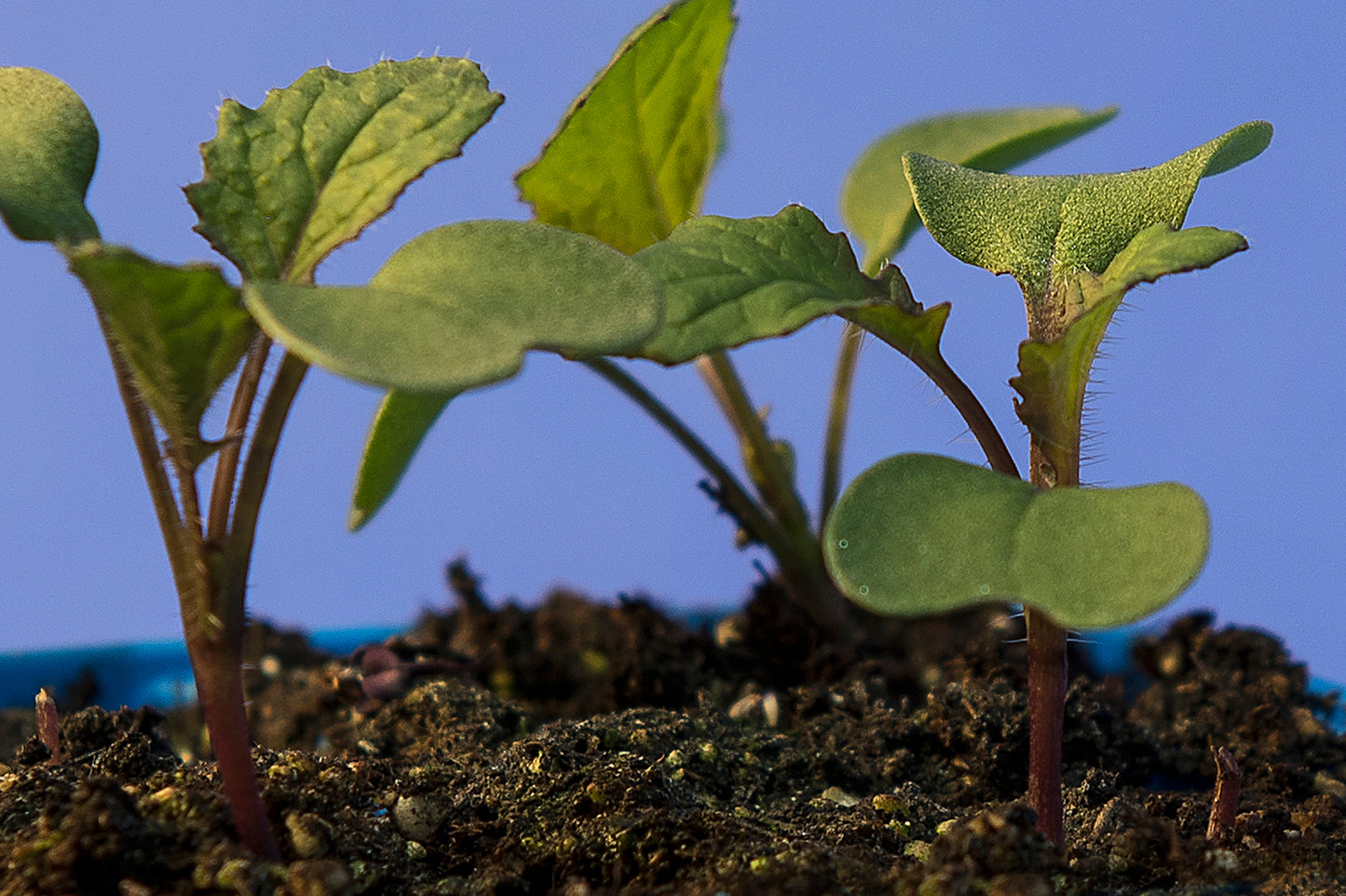 Anthocyanin Expression Standard 1-67