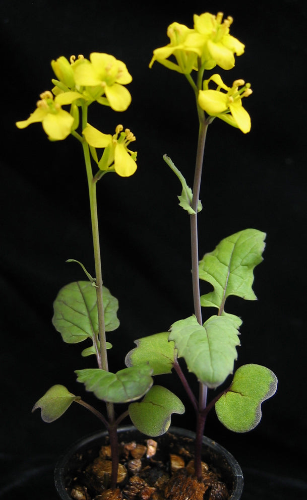 Brassica rapa Dwarf 1-10