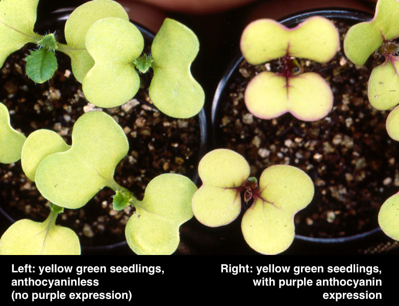 Yellow-green Anthocyaninless Dwarf 1-75