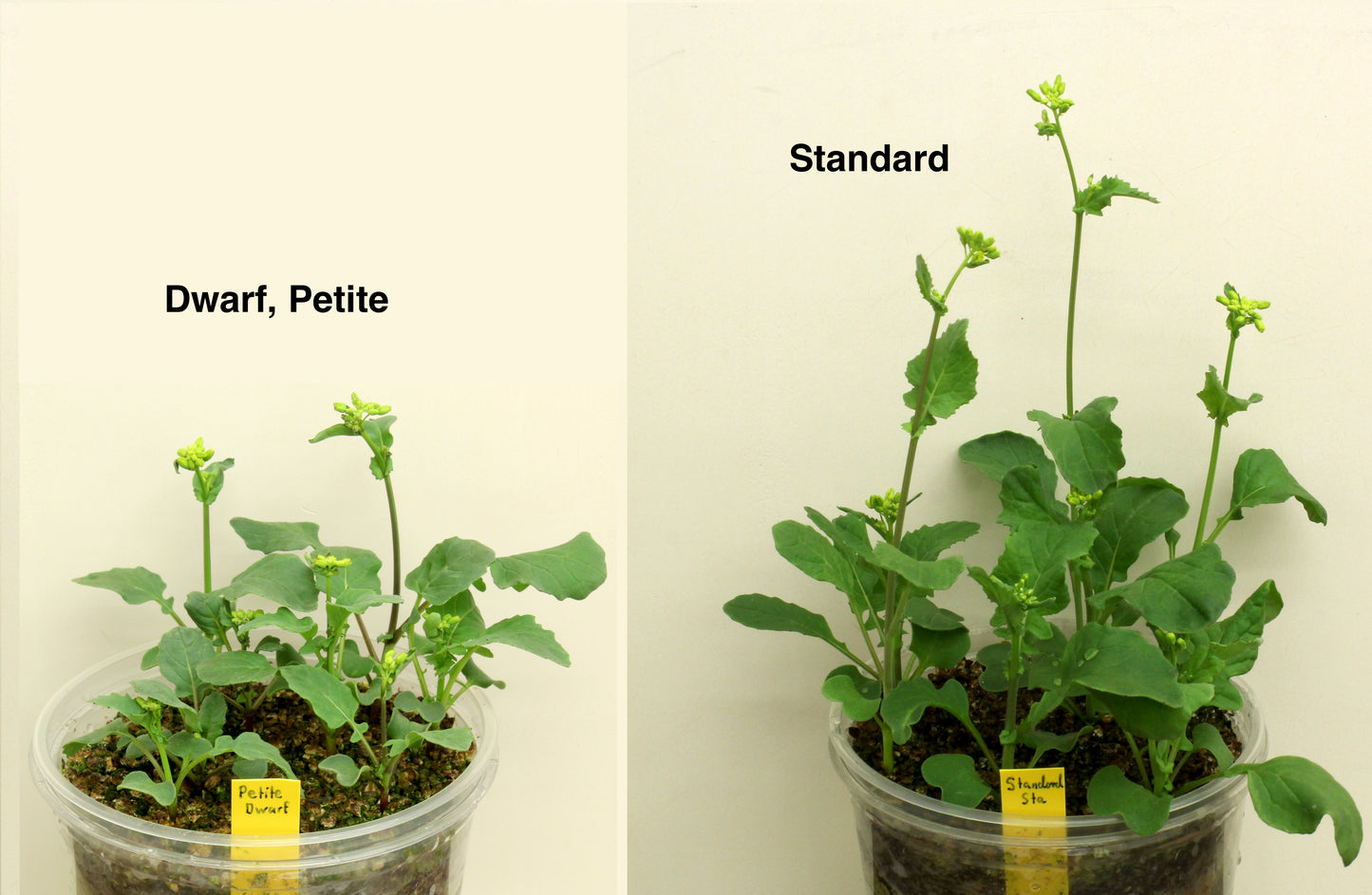 Yellow-green Anthocyaninless Dwarf 1-75