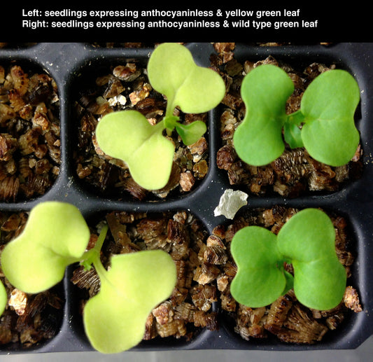 Yellow-green Anthocyaninless Dwarf 1-75