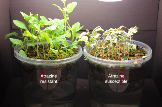 Atrazine Resistant Standard 1-156