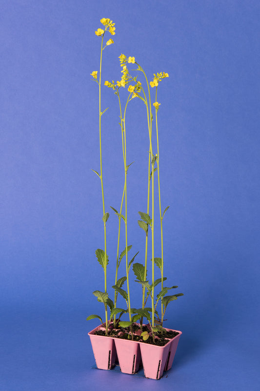 Brassica juncea Base Population 4-1