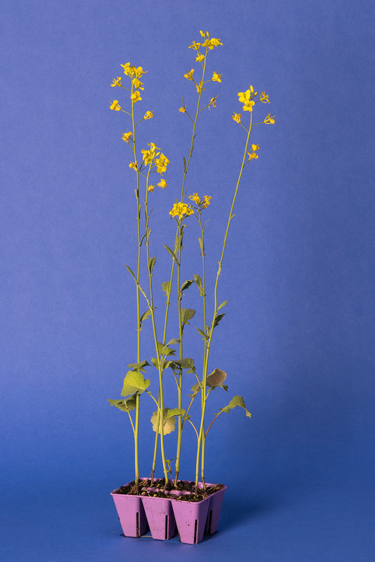 Brassica napus Base Population 5-1