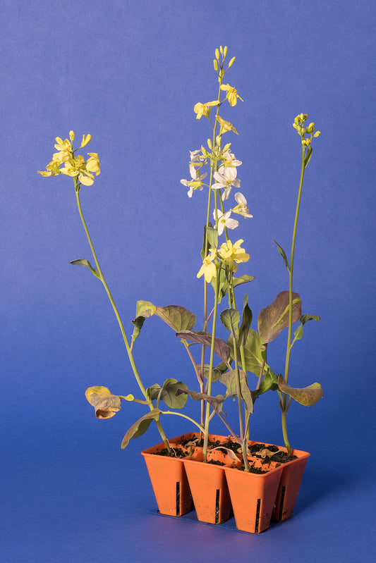 Brassica oleracea Base Population 3-1