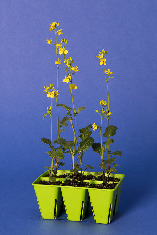 Anthocyanin Expression Dwarf 1-77