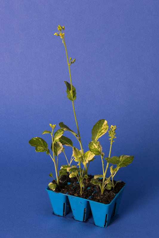 Variegated (Cytoplasmic) Standard 1-28