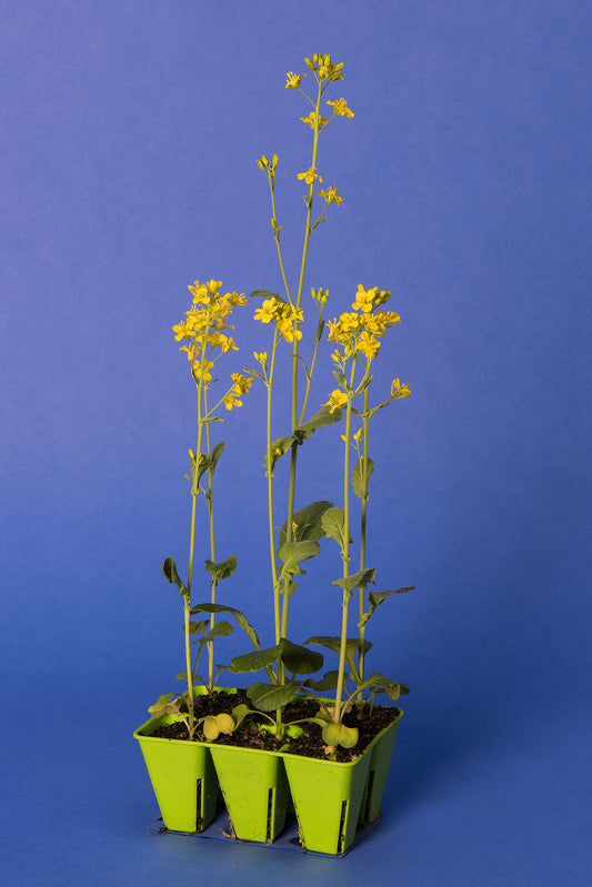 Brassica rapa Standard 1-33