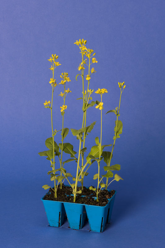 Yellow-green Anthocyaninless Standard 1-104