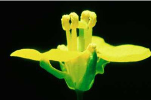 Fast Plants Flower